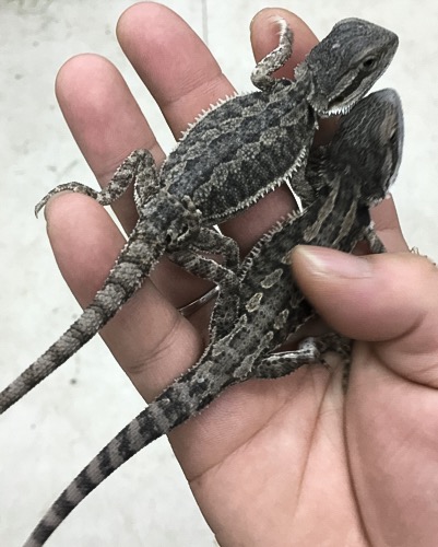 売約済 フトアゴヒゲトカゲ ブラックセレクト | 爬虫類小動物の買取