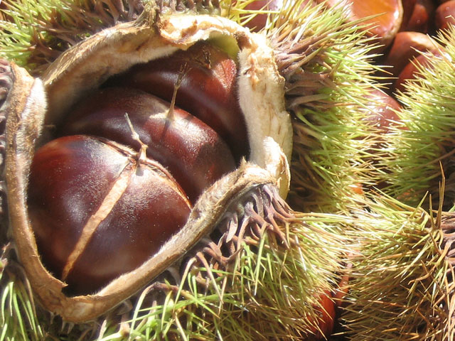 無農薬 利平栗 生栗 利平栗 栗の王様『利平栗』 令和6年も無農薬・無化学肥料で育て