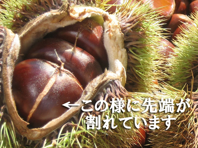 利平栗1kg 割れ栗 2L～4L | 熊本球磨 利平栗 無農薬生産直売通販店