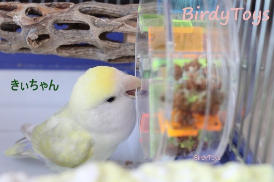 レオルナ様 リクエスト 6点 まとめ商品91フォージングトイ　バードトイ　インコ Amazon | Jevnd フォージングトイ 鳥 インコ おもちゃ 知育玩具