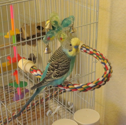 ロープパーチS☆35cm | 鳥のおもちゃ専門店 BirdyToys