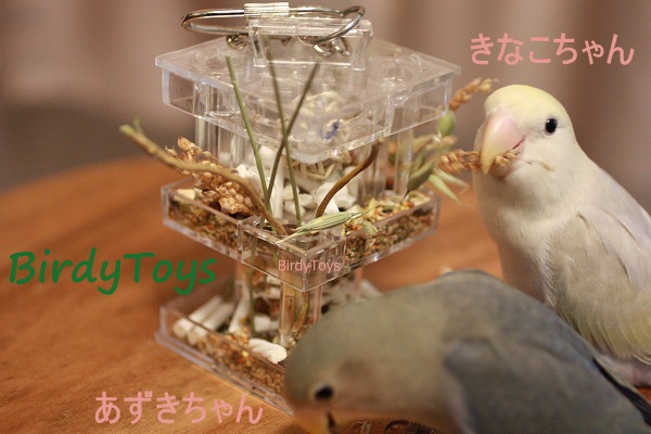 Foraging Box Feeder☆フォージングボックス | 鳥のおもちゃ専門店