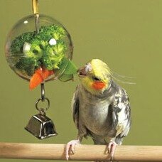 ぺんぺちょ　フォージングトイおまとめ Leaf Corp インコ用フォージングトイ コロコロボール 2個入