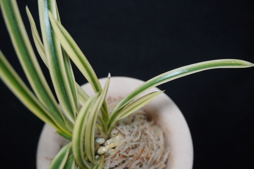 富貴蘭「天仙」 | 【桜井園芸web shop】 富貴蘭/長生蘭/石斛 通販専門店