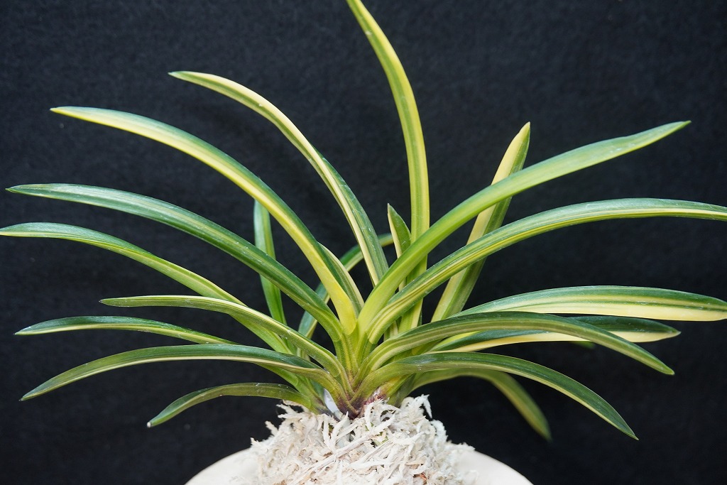 【 富貴蘭 】遊亀 富貴蘭「国宝殿」 | 【桜井園芸web shop】 富貴蘭/長生蘭/石斛 通販専門店