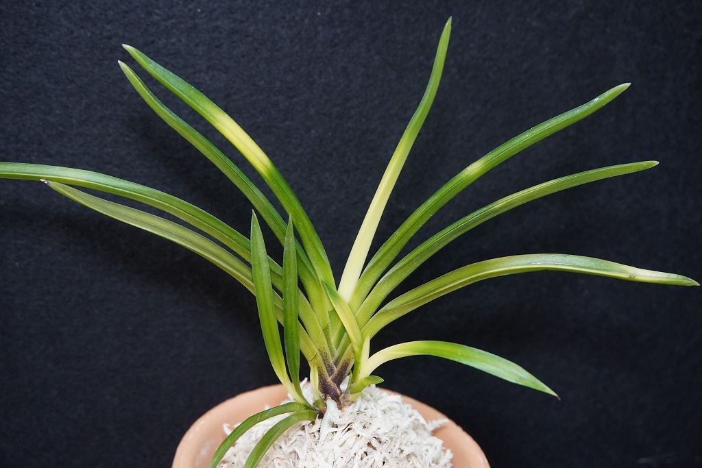 富貴蘭「旭昇」 | 【桜井園芸web shop】 富貴蘭/長生蘭/石斛 通販専門店