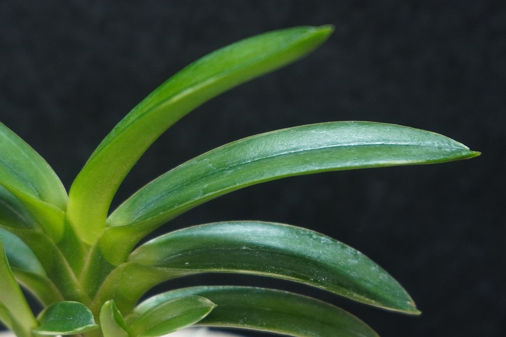 富貴蘭　田口羆　子付き 富貴蘭「雫」 | 【桜井園芸web shop】 富貴蘭/長生蘭/石斛 通販専門店