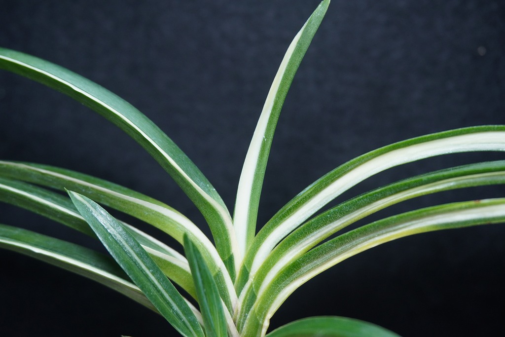 富貴蘭「桃山錦」 | 【桜井園芸web shop】 富貴蘭/長生蘭/石斛 通販専門店