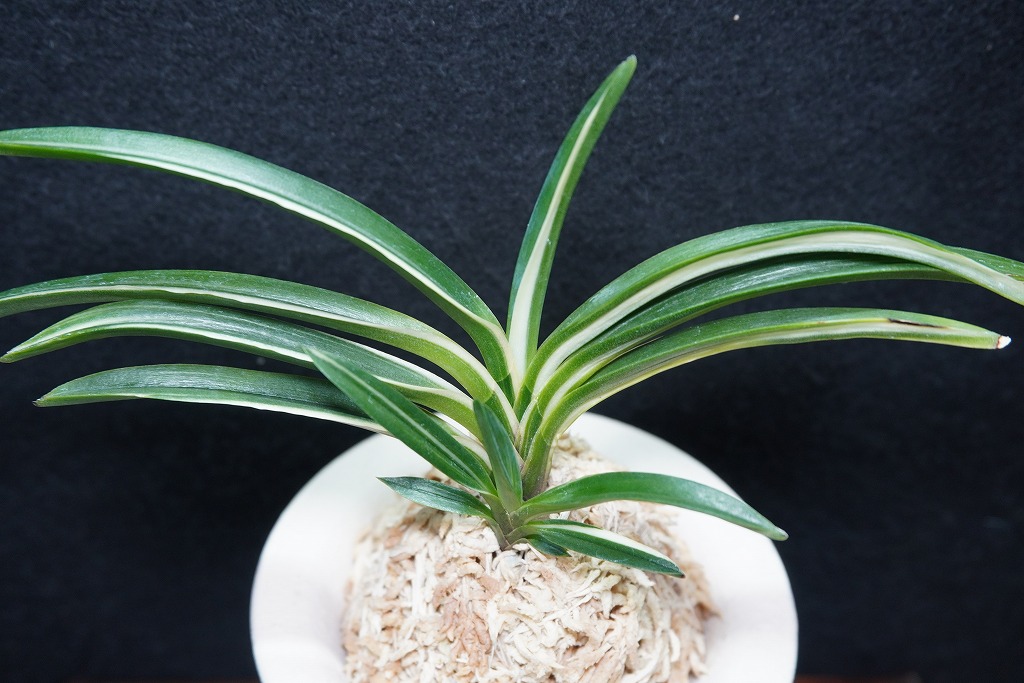 富貴蘭「桃山錦」 | 【桜井園芸web shop】 富貴蘭/長生蘭/石斛 通販専門店