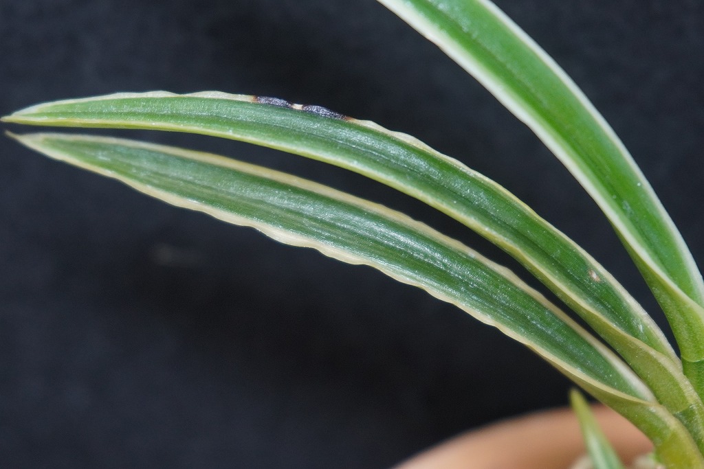 富貴蘭　白露 白露 - 奥深い富貴蘭