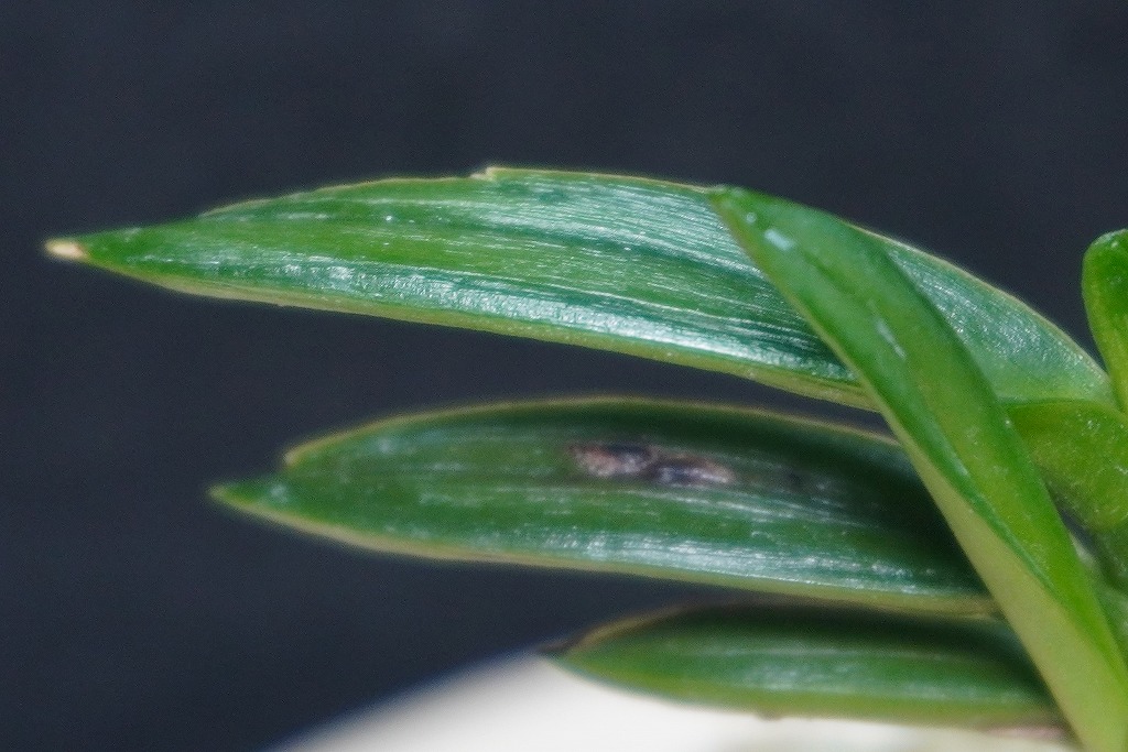 富貴蘭「紫玉」 | 【桜井園芸web shop】 富貴蘭/長生蘭/石斛 通販専門店