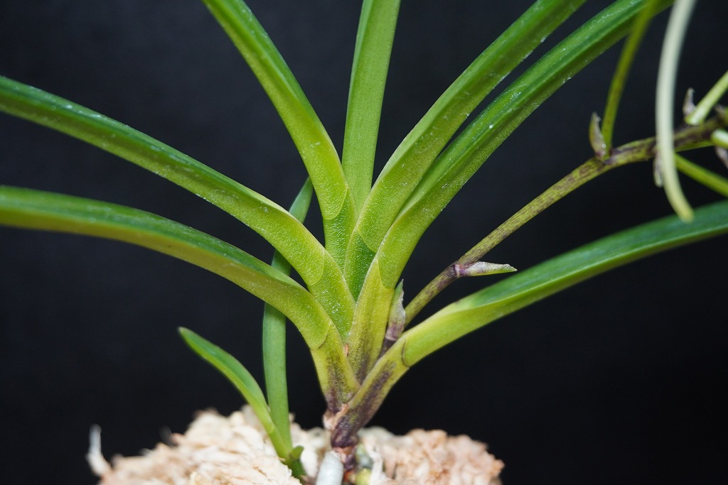 【 富貴蘭 】遊亀 富貴蘭「翡翠」 | 【桜井園芸web shop】 富貴蘭/長生蘭/石斛 通販専門店