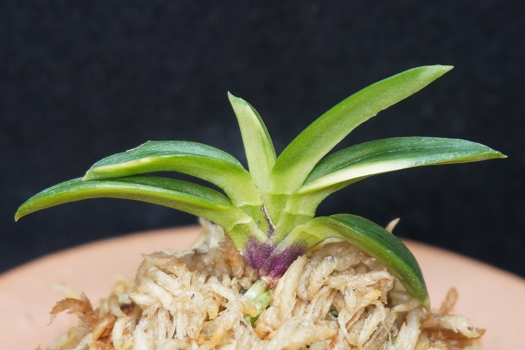 富貴蘭　建国錦 富貴蘭・建国縞が進化しています！ | BOTANICAL HEARTS ~植物で心に癒