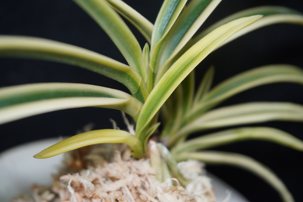 富貴蘭　白翁(長生殿白覆輪) 富貴蘭「富貴殿」 | 【桜井園芸web shop】 富貴蘭/長生蘭/石斛