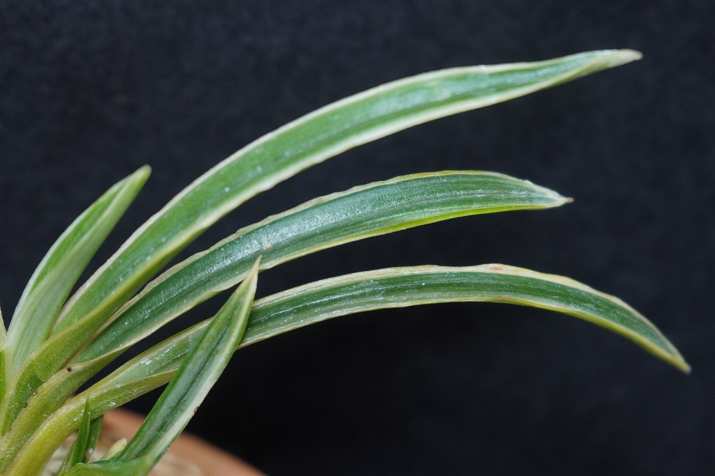 富貴蘭「白羅」 | 【桜井園芸web shop】 富貴蘭/長生蘭/石斛