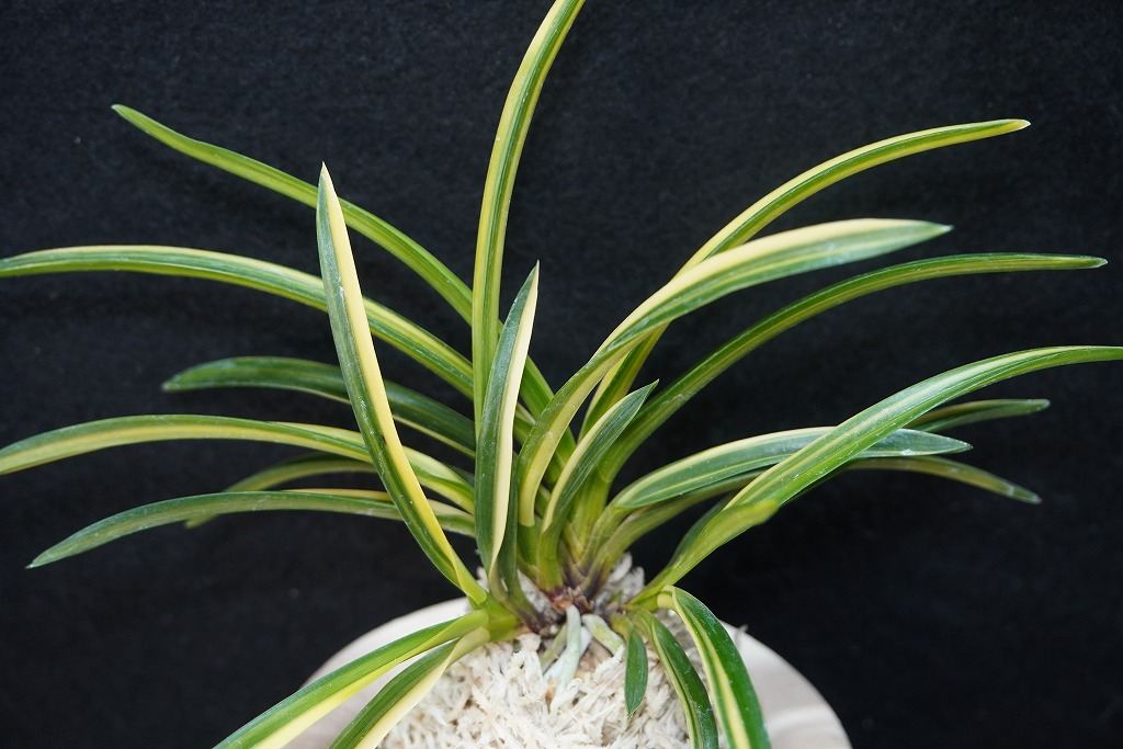 富貴蘭「国宝殿」 | 【桜井園芸web shop】 富貴蘭/長生蘭/石斛 通販専門店