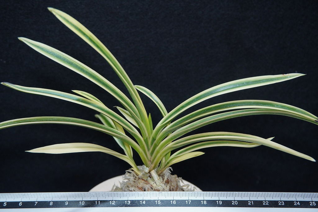 富貴蘭「天仙」 | 【桜井園芸web shop】 富貴蘭/長生蘭/石斛 通販専門店