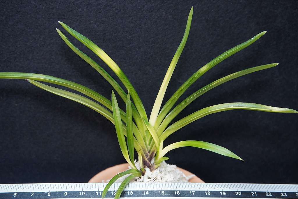 富貴蘭「旭昇」 | 【桜井園芸web shop】 富貴蘭/長生蘭/石斛 通販専門店