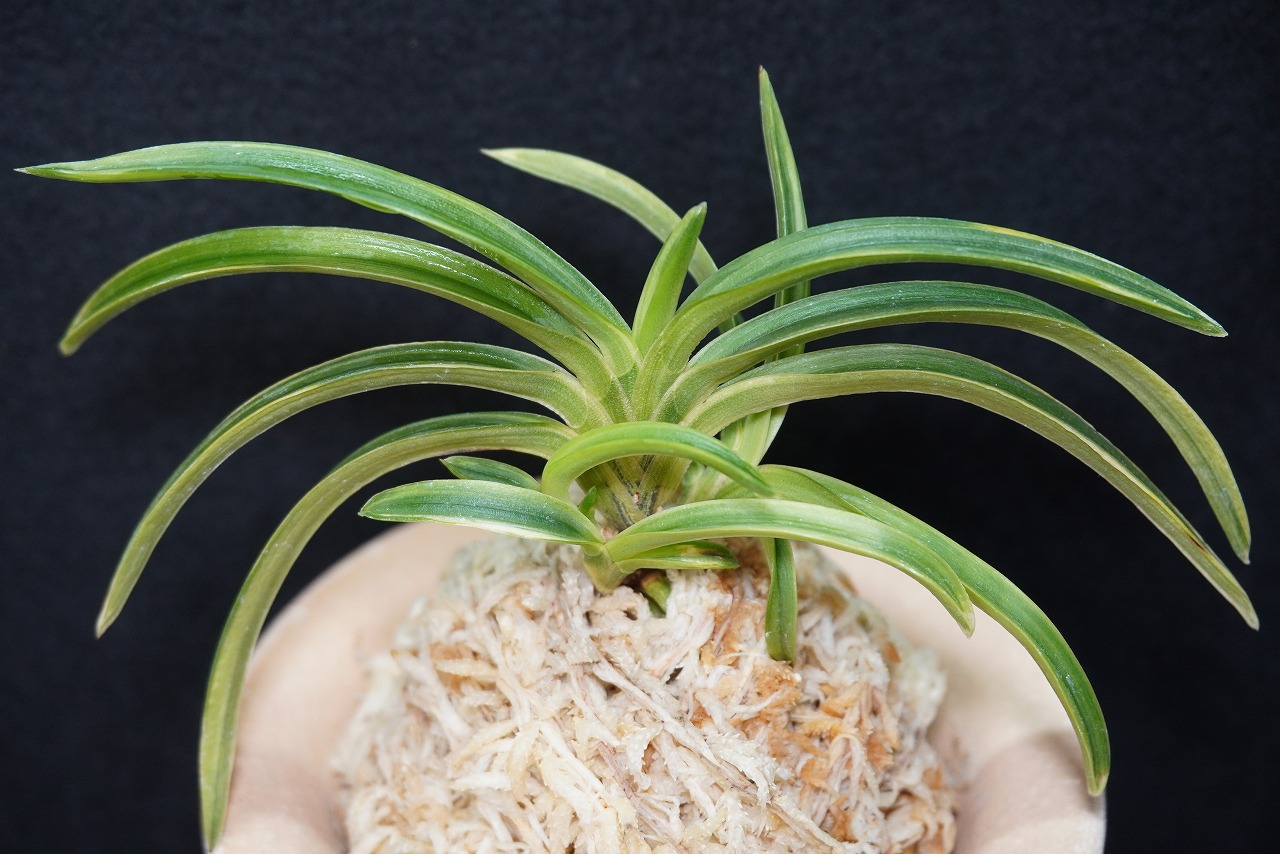 富貴蘭「雪峰冠」 | 【桜井園芸web shop】 富貴蘭/長生蘭/石斛 通販専門店