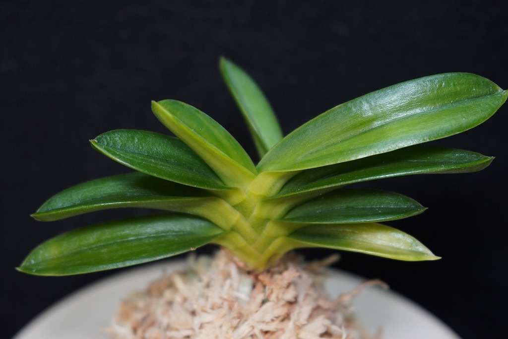 富貴蘭「天玉交配」 | 【桜井園芸web shop】 富貴蘭/長生蘭/石斛 通販