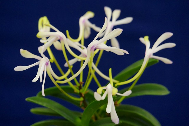 富貴蘭「黒龍」 | 【桜井園芸web shop】 富貴蘭/長生蘭/石斛