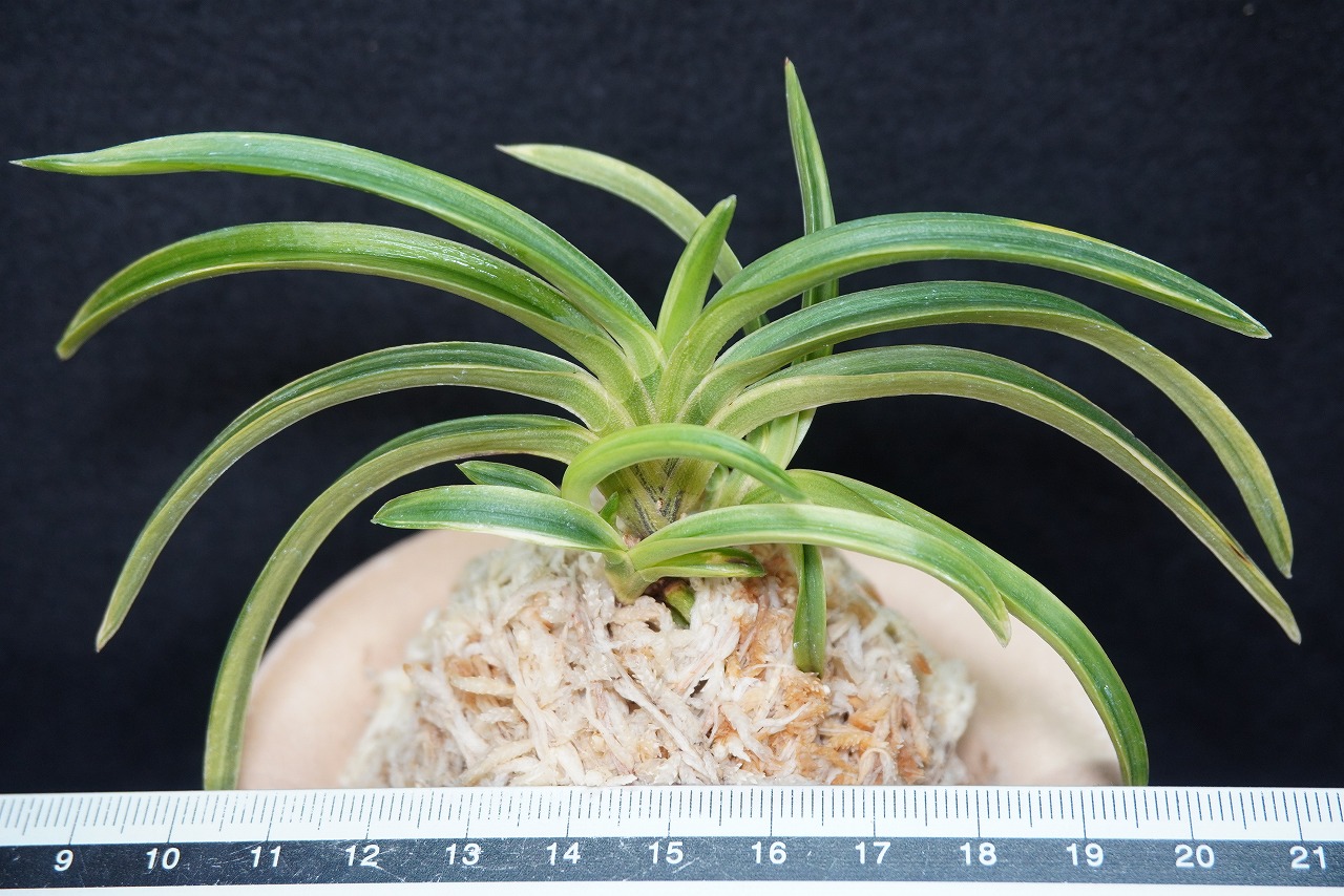 富貴蘭「雪峰冠」 | 【桜井園芸web shop】 富貴蘭/長生蘭/石斛 通販専門店