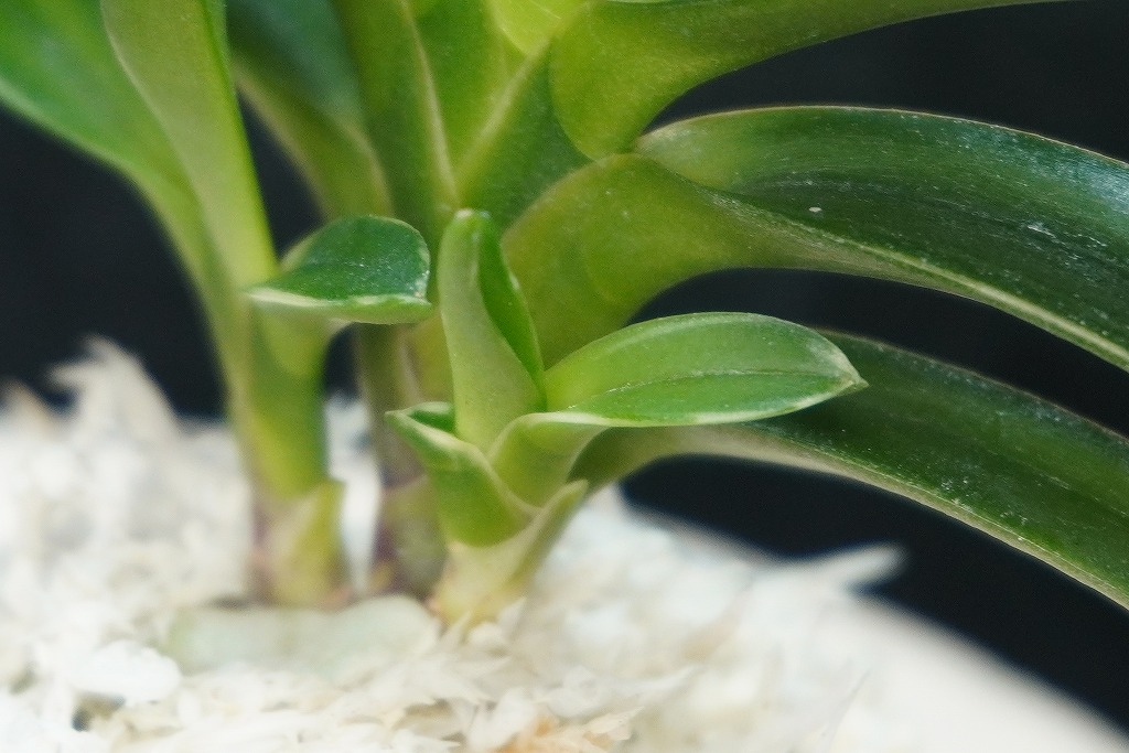 富貴蘭「雫」 | 【桜井園芸web shop】 富貴蘭/長生蘭/石斛 通販専門店