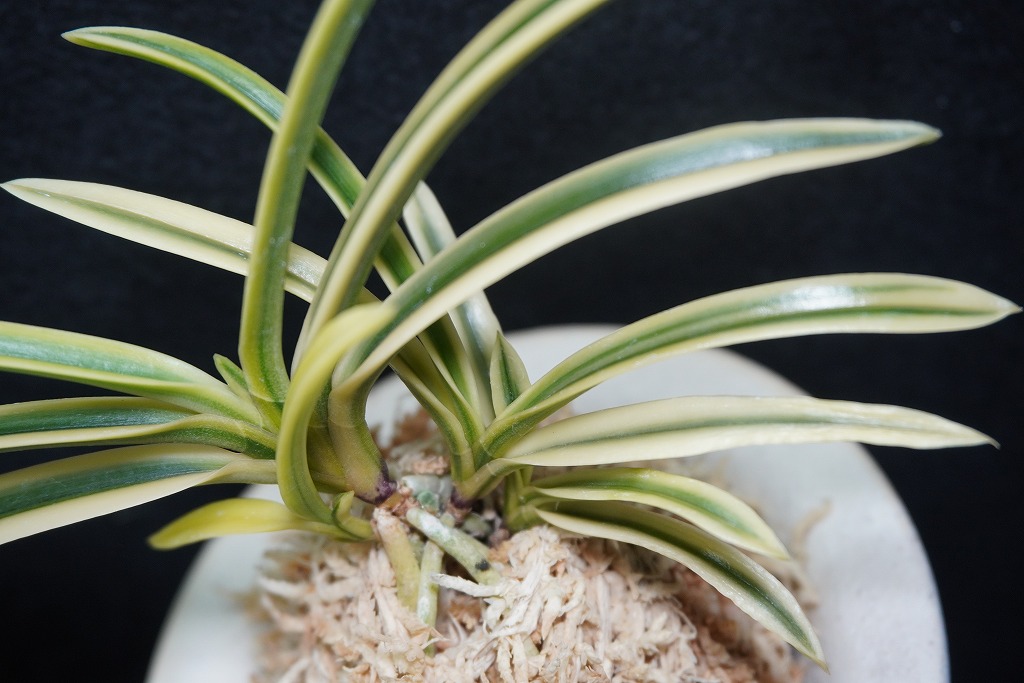 富貴蘭　富貴殿 富貴蘭富貴殿・夏セール-蘭花\u2013日本Yahoo!拍賣｜MYDAY代標代購網、海外