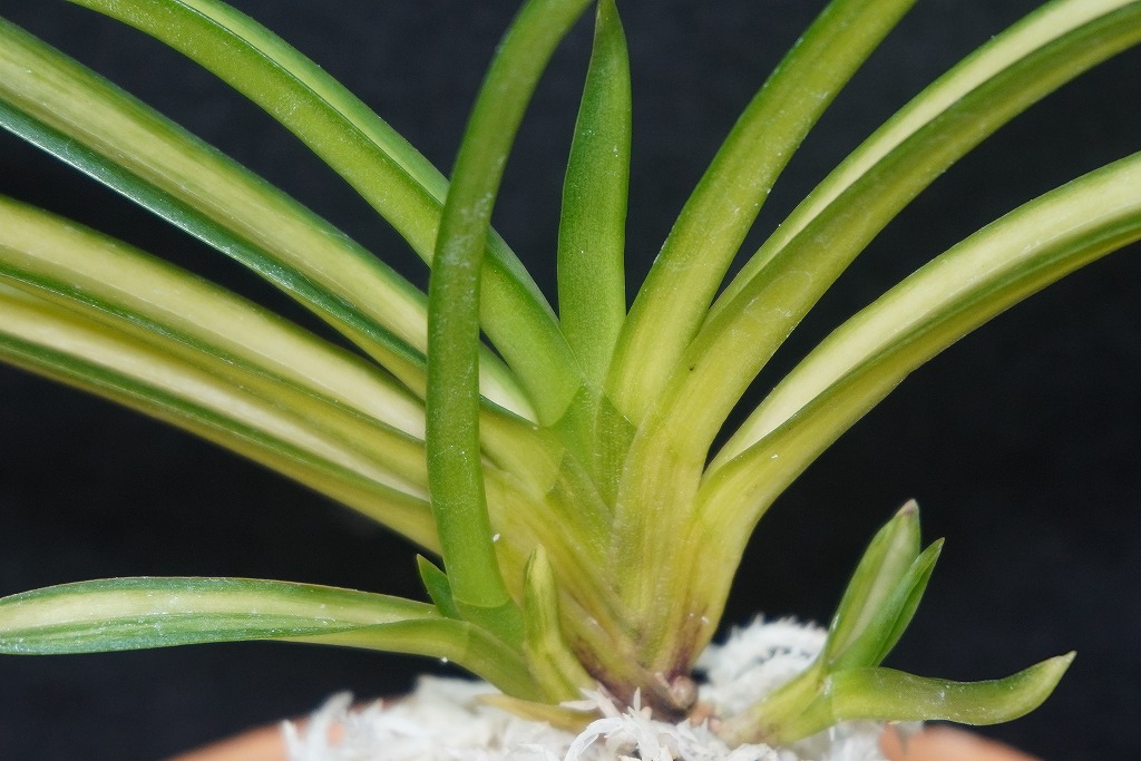 富貴蘭「曙」 | 【桜井園芸web shop】 富貴蘭/長生蘭/石斛 通販専門店