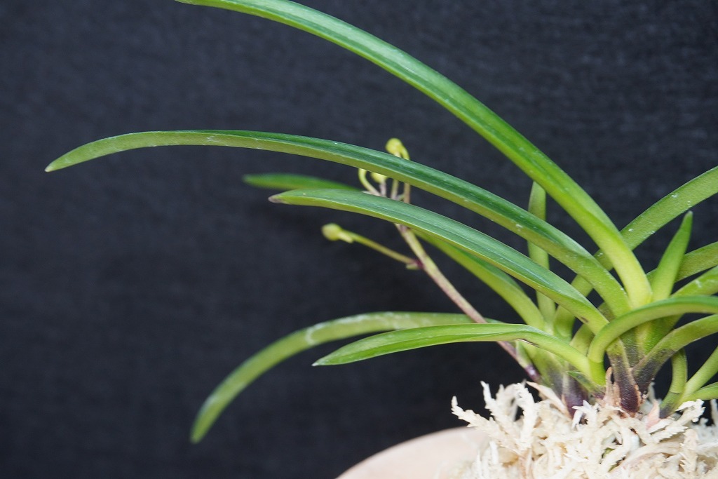富貴蘭綠風 富貴蘭「紀州緑風」 | 【桜井園芸web shop】 富貴蘭/長生蘭 通販専門店