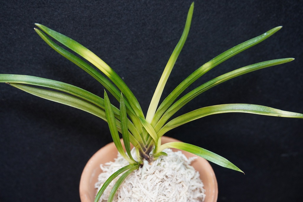 富貴蘭「旭昇」 | 【桜井園芸web shop】 富貴蘭/長生蘭/石斛 通販専門店