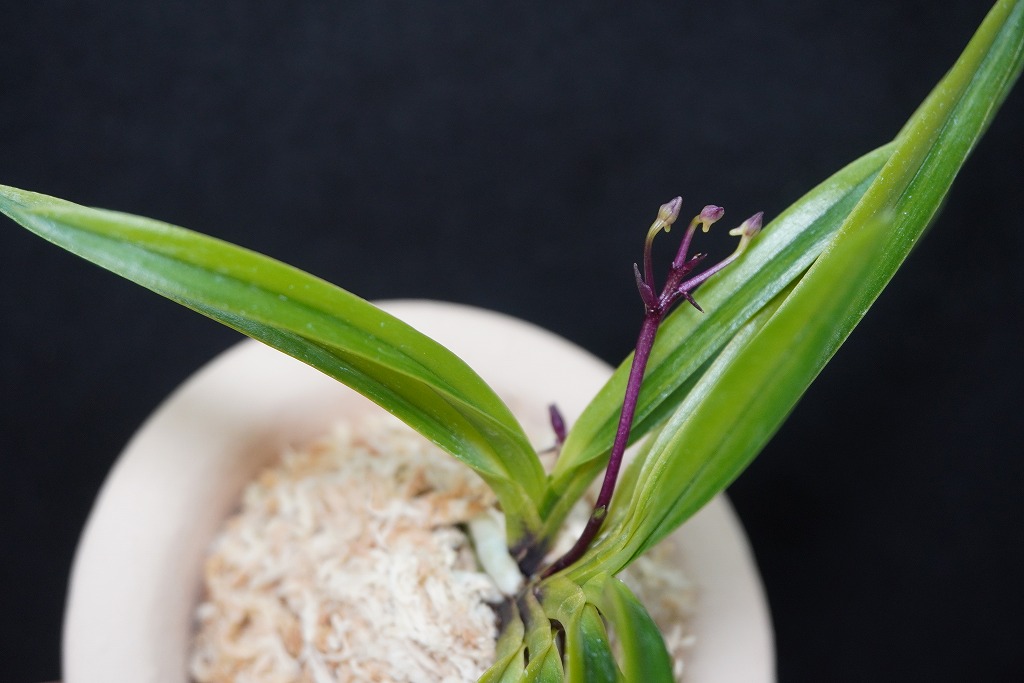 富貴蘭　高橋羆の縞 羆の縞 - 奥深い富貴蘭