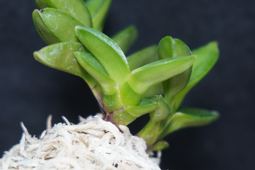 富貴蘭「雷電」 | 【桜井園芸web shop】 富貴蘭/長生蘭/石斛 通販専門店