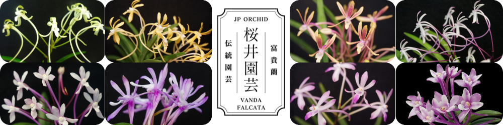 富貴蘭「金玉牡丹」 | 【桜井園芸web shop】 富貴蘭/長生蘭/石斛 通販