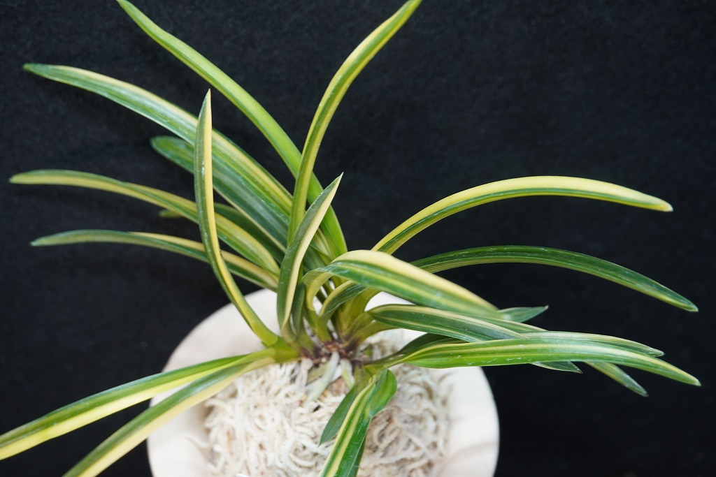 富貴蘭「国宝殿」 | 【桜井園芸web shop】 富貴蘭/長生蘭/石斛 通販専門店