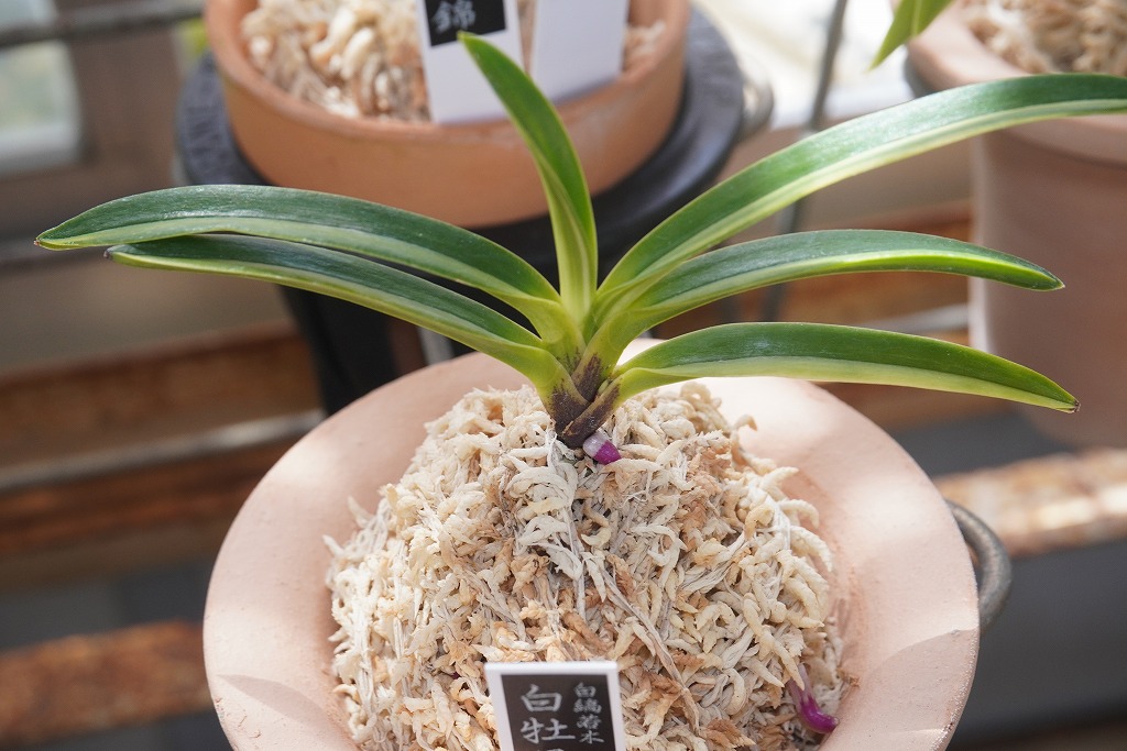 【別格稀貴品】富貴蘭　白牡丹（親木は昨年夏に枯れ死との表記有り） 富貴蘭「白牡丹」 | 【桜井園芸web shop】 富貴蘭/長生蘭 通販専門店