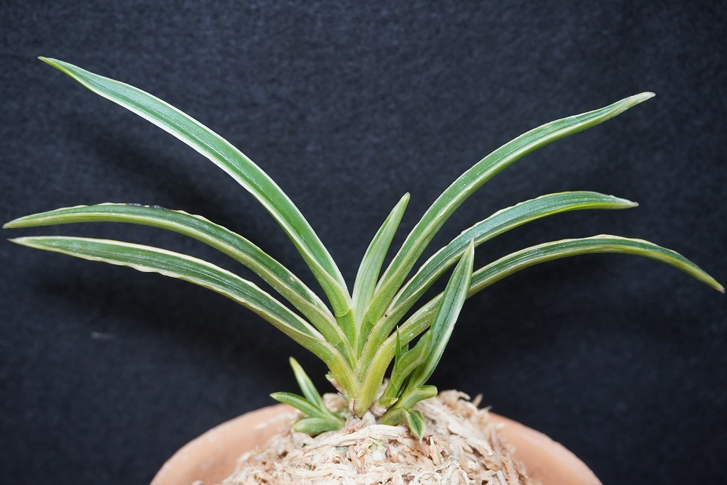 富貴蘭「白羅」 | 【桜井園芸web shop】 富貴蘭/長生蘭/石斛