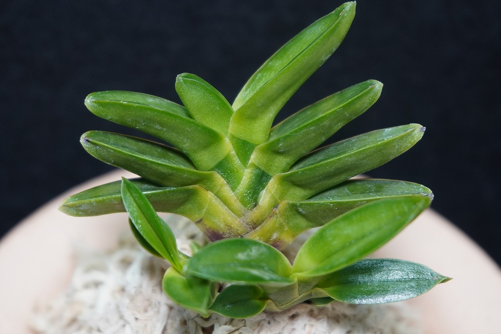 富貴蘭「雷電」 | 【桜井園芸web shop】 富貴蘭/長生蘭/石斛 通販専門店