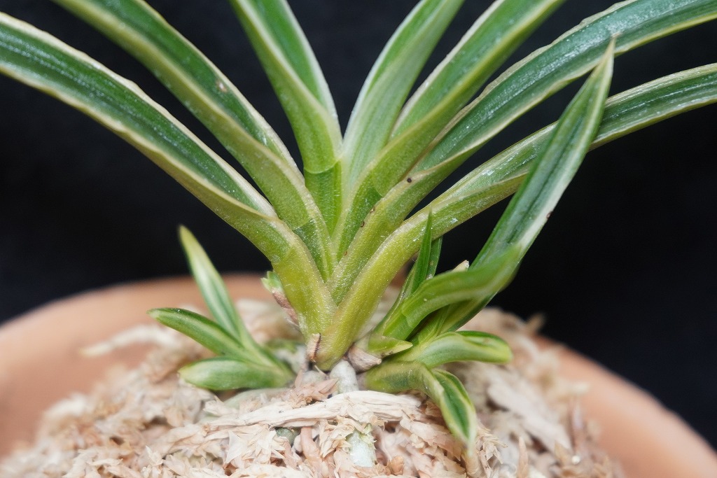 富貴蘭「白羅」 | 【桜井園芸web shop】 富貴蘭/長生蘭/石斛