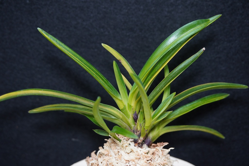 富貴蘭「紅華殿」 | 【桜井園芸web shop】 富貴蘭/長生蘭/石斛 通販専門店