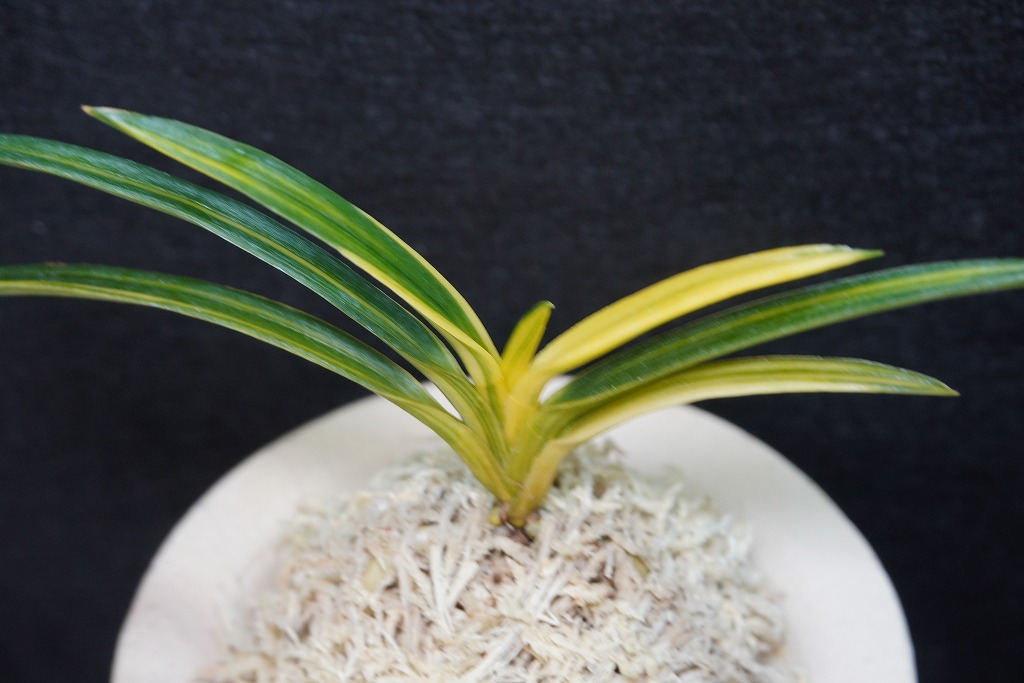 富貴蘭「羆の光」 | 【桜井園芸web shop】 富貴蘭/長生蘭 通販専門店