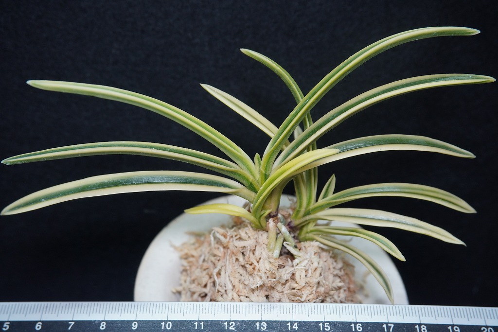 富貴蘭「富貴殿」 | 【桜井園芸web shop】 富貴蘭/長生蘭/石斛 通販専門店