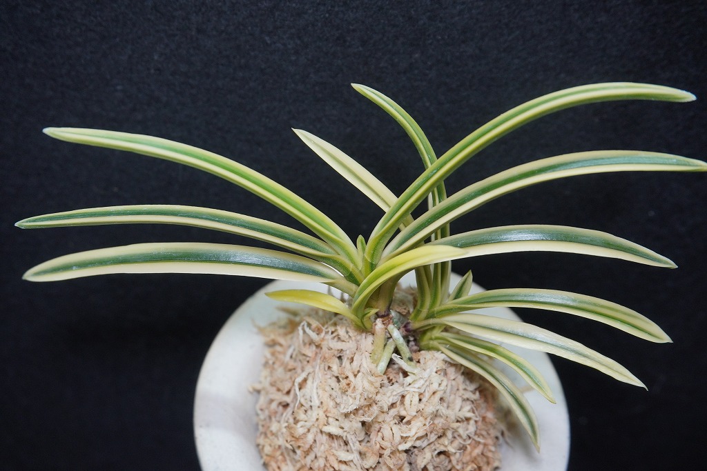 富貴蘭　富貴殿 富貴蘭「富貴殿」 | 【桜井園芸web shop】 富貴蘭/長生蘭/石斛 通販専門店