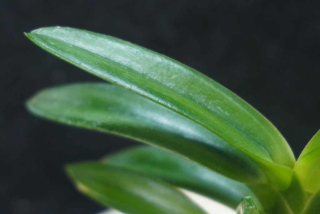 富貴蘭「雫」 | 【桜井園芸web shop】 富貴蘭/長生蘭/石斛 通販専門店