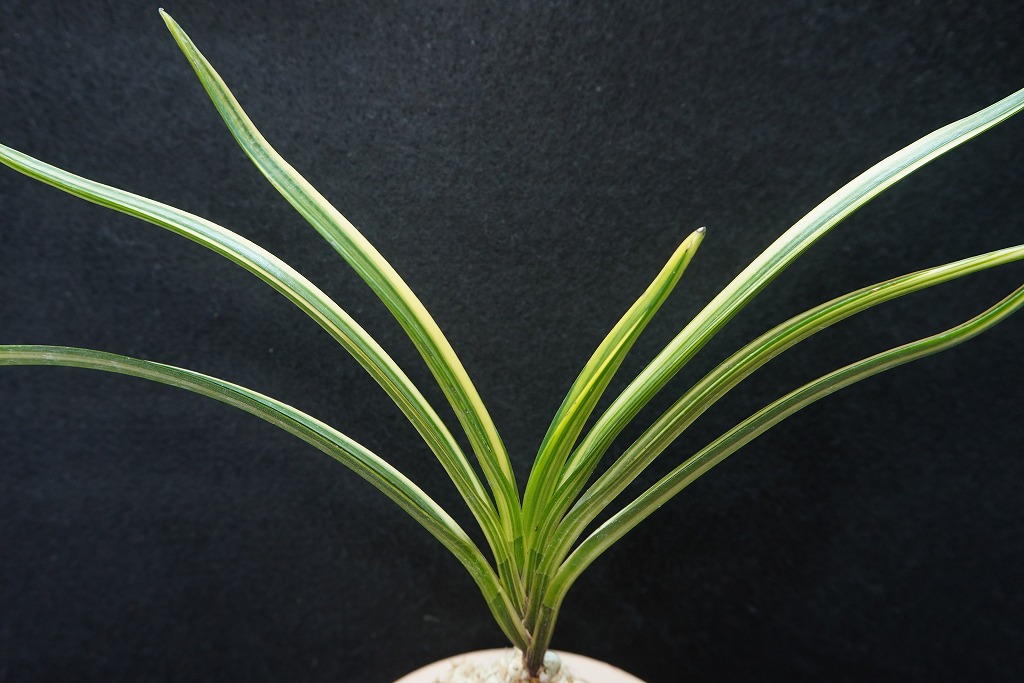 富貴蘭「酔仙錦」 | 【桜井園芸web shop】 富貴蘭/長生蘭/石斛 通販専門店