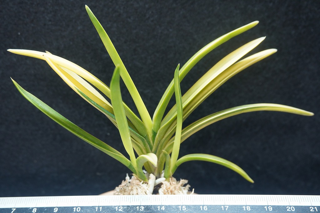 富貴蘭「新月殿」 | 【桜井園芸web shop】 富貴蘭/長生蘭/石斛 通販専門店