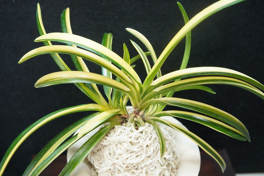 富貴蘭 風蘭 蘭 虹雪 こうせつ 1本立 【現品】 T703-A フウキラン