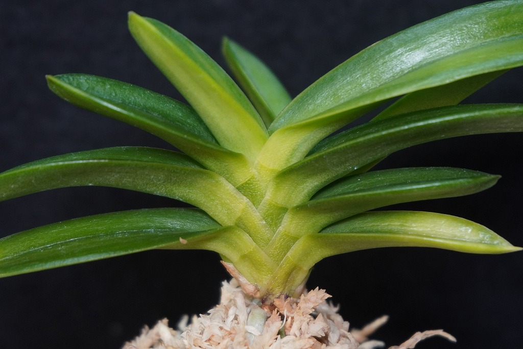 でろすの富貴蘭です。 富貴蘭「天玉交配」 | 【桜井園芸web shop】 富貴蘭/長生蘭/石斛 通販