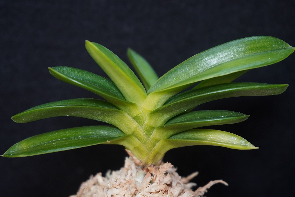 富貴蘭「天玉交配」 | 【桜井園芸web shop】 富貴蘭/長生蘭/石斛 通販