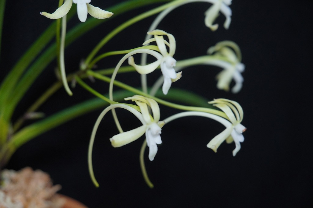 【 富貴蘭 】遊亀 富貴蘭 風蘭 蘭 夢幻錦 むげんにしき 7本立 T648 フウキラン フウラン